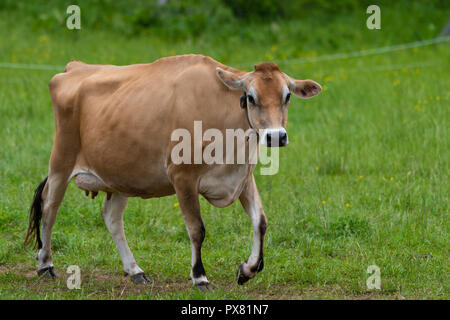 Jersey dairy cow walking happily back home for milking Stock Photo