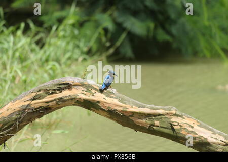 kingfisher looking for fish and it's stand on a guava tree Stock Photo