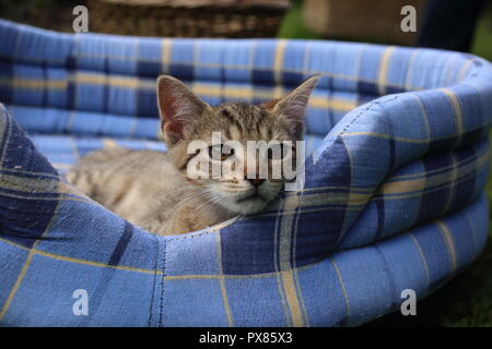 Sleepy kitten on soft blue pet bed in the garden Stock Photo