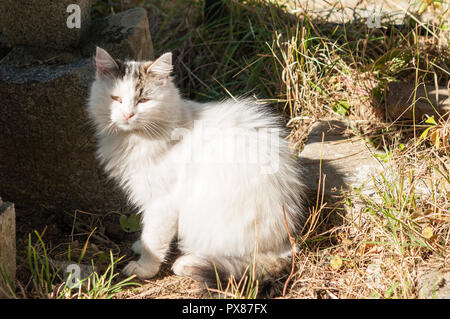 ginger cat in suny street Stock Photo