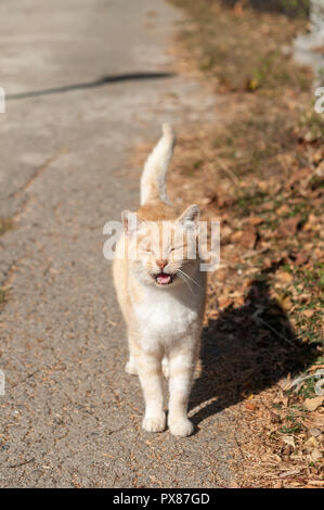 ginger cat in suny street Stock Photo