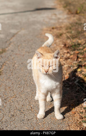 ginger cat in suny street Stock Photo