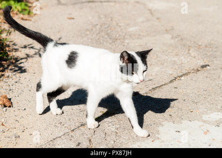 ginger cat in suny street Stock Photo