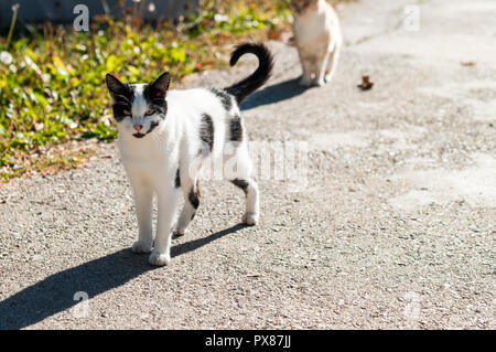 ginger cat in suny street Stock Photo