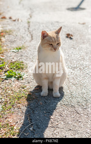 ginger cat in suny street Stock Photo