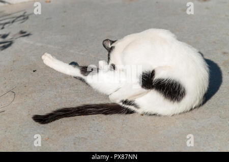 ginger cat in suny street Stock Photo