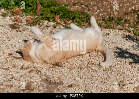 ginger cat in suny street Stock Photo