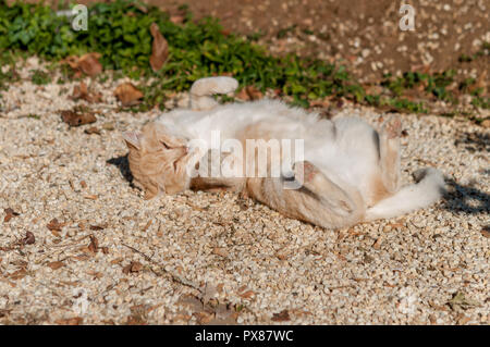 ginger cat in suny street Stock Photo