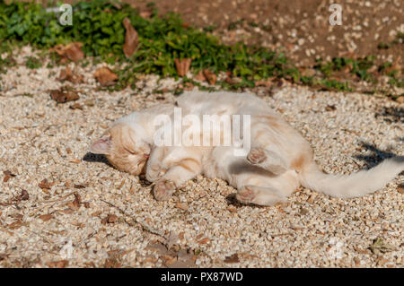 ginger cat in suny street Stock Photo