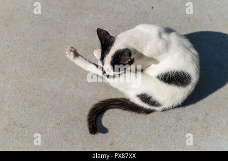 ginger cat in suny street Stock Photo