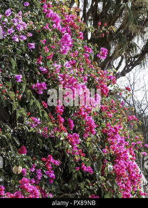 Botanical garden, Bougainvillea, flowerage of Madeira, Portugal, Madeira Stock Photo