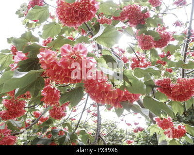 Botanical garden, strawberry snowball, Dombeya cacuminum, flowerage of Madeira, Portugal, Madeira, Funchal Stock Photo