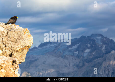 Alpine chough watches Marmolada. Fassa Valley, Trentino, Dolomites, Italy, Europe. Stock Photo