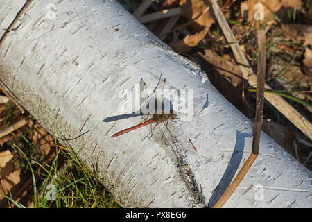 The red dragonfly ruddy darter (Sympetrum sanguineum) sits on a birch trunk in natural enviroment. Stock Photo