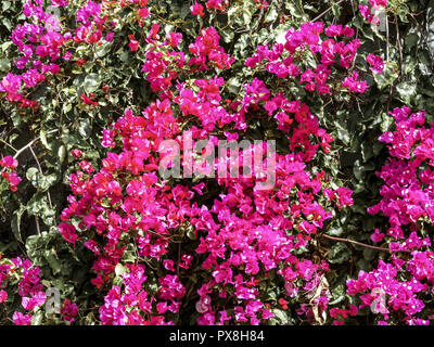 Botanical garden, Bougainvillea, flowerage of Madeira, Portugal, Madeira, Funchal Stock Photo