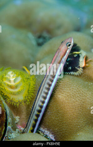 Piano FangBlenny, Plagiotremus tapeinosoma, on coral by Christmas Tree Worm, Spirobranchus sp, Andiamo site, Daram, Misool, Raja Ampat, Indonesia Stock Photo