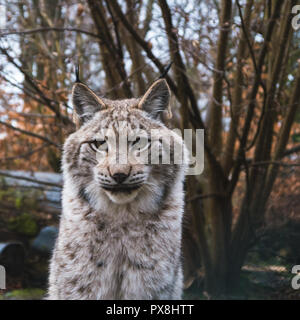 Eurasian Lynx Lurking on the grass. Stock Photo