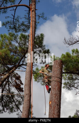 Professional lumberjack into action near a house. The felling of high pine trees necessitates the cutting down of their boles from the top downwards. Stock Photo