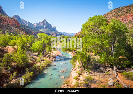 Zion National Park scenery with famous Virgin river and The Watchman mountain peak in the background on a beautiful sunny day with blue sky in summer,