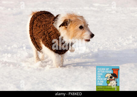 A dog playing in the snow in Ambleside UK, with a pick up sign. Stock Photo