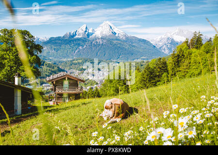 Beautiful panoramic view of idyllic alpine scenery with traditional mountain chalets and cow grazing on green meadows on a beautiful sunny day with bl Stock Photo