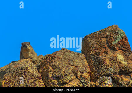 Rock Hyraxs on the rocks in nature habitat, South Africa. The Cape's irace, Procavia Capensis, also called procavia of the rocks or Dassies in African on blue sky. Copy space. Stock Photo