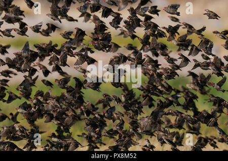 Redbilled quelea swarm fly up in the air, (quelea quelea), etosha nationalpark, namibia Stock Photo