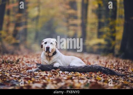 Sad dog in autumn forest. Old labrador retriever lying on pathway with stick. Stock Photo