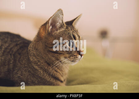 Photo of beautiful young cat lying on the bed. Stock Photo