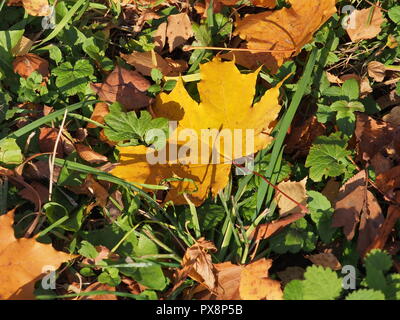 Fallen autumn maple leaf lies in the grass. Defoliation. Close up. Stock Photo
