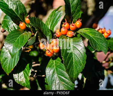 Orange berries and green leaves. Stock Photo