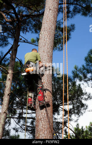 Professional woodcutter into action near a house. The felling of high pine trees necessitates at first the pruning of their branches and then the cutt Stock Photo