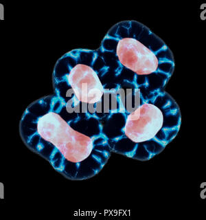 Meiosis In Telophase And Cytokinesis Stage, Division Of The Cytoplasm Into Two Daughter Cells. 3D Render Stock Photo