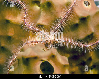 Common brittlestar,Ophiura ophiura, Brittle stars or ophiuroids are echinoderms in the class Ophiuroidea closely related to starfish. Stock Photo