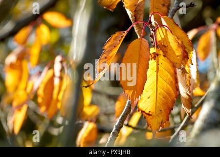 Wild Cherry leaves (prunus avium), back lit and showing off their best autumn colours. Stock Photo