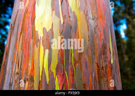 View of the trunk of the rainbow eucalyptus, Kauai, Hawaii, USA. With selective focus. Close-up Stock Photo