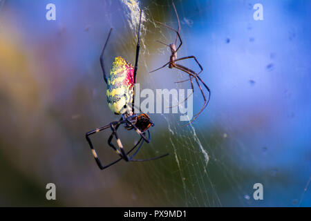 Colorful big and small spiders Stock Photo