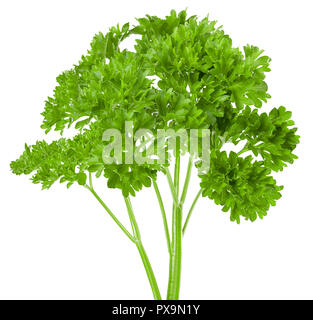 parsley isolated on white background, full depth of field Stock Photo