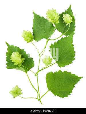 green hop, isolated on white background Stock Photo