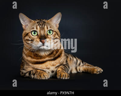 Handsome shiny male Bengal cat laying down front view looking above camera with green eyes, isolated on black background Stock Photo