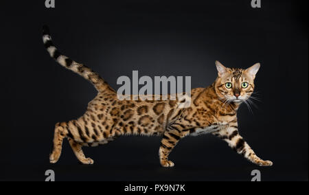 Handsome shiny male Bengal cat walking side ways and looking to camera with green eyes, isolated on black background wit tail fierce in air Stock Photo