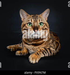 Handsome shiny male Bengal cat laying down front view looking beside camera with green eyes, isolated on black background Stock Photo