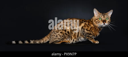 Handsome shiny male Bengal cat laying side ways and looking to camera with green eyes, isolated on black background Stock Photo