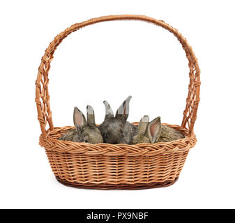 Rabbits in a basket isolated on a white background Stock Photo