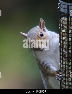 A pesky gray squirrel Sciurus carolinensis stealing peanuts from a bird feeder.  Close up on the head of the squirrel. Stock Photo