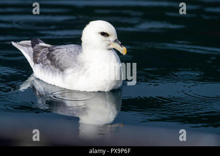 Adult northern fulmar, Fulmarus glacialis, Langanes Peninsula on the northeast coast of Iceland. Stock Photo