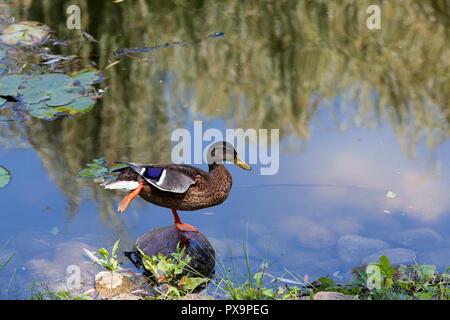 resting on the stone at the lake shore, a duck drake with a wing turned upside down and raise one foot, close-up Stock Photo
