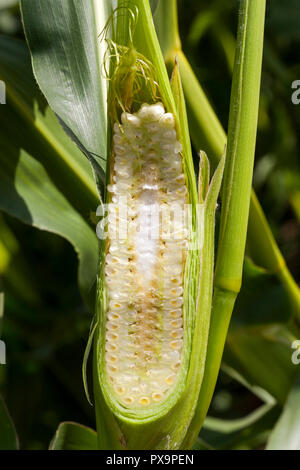 Cut with a sharp knife along the corn cobs with green foliage Stock Photo