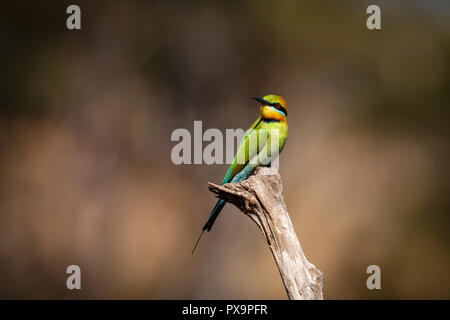 An Australian Rainbow Bee-eater along the banks for the Brisbane River in Australia. Stock Photo