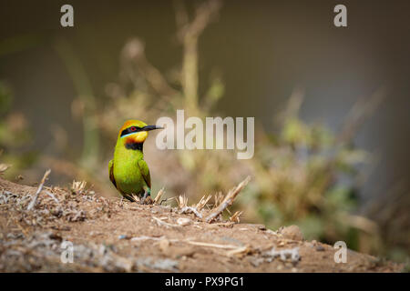 An Australian Rainbow Bee-eater along the banks for the Brisbane River in Australia. Stock Photo